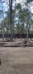 Terrifying Wallaby Makes An Appearance