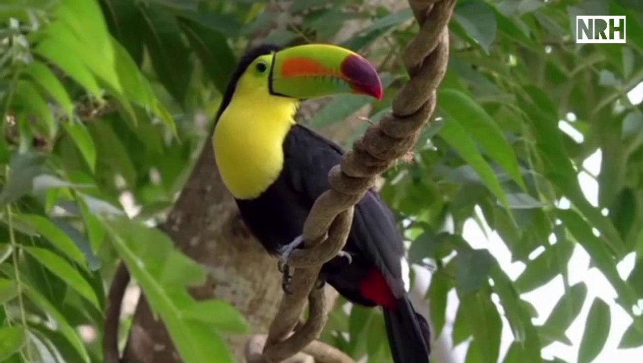 Soothing relaxation film with most beautiful birds, natural chirping & stress relief music