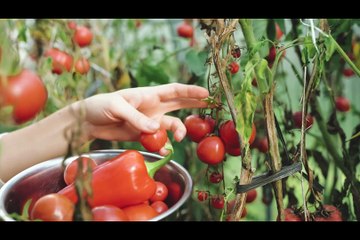 How to grow tomatoes at home