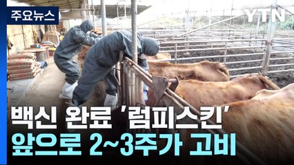 백신 완료 '럼피스킨' 추가 신고 '0'건...앞으로 2~3주 고비 / YTN