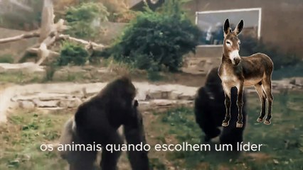 O PAI DOS BURROS#felca #Humor #Diversao