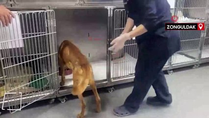 Alt çenesi alınan köpek ameliyatla hayata tutundu