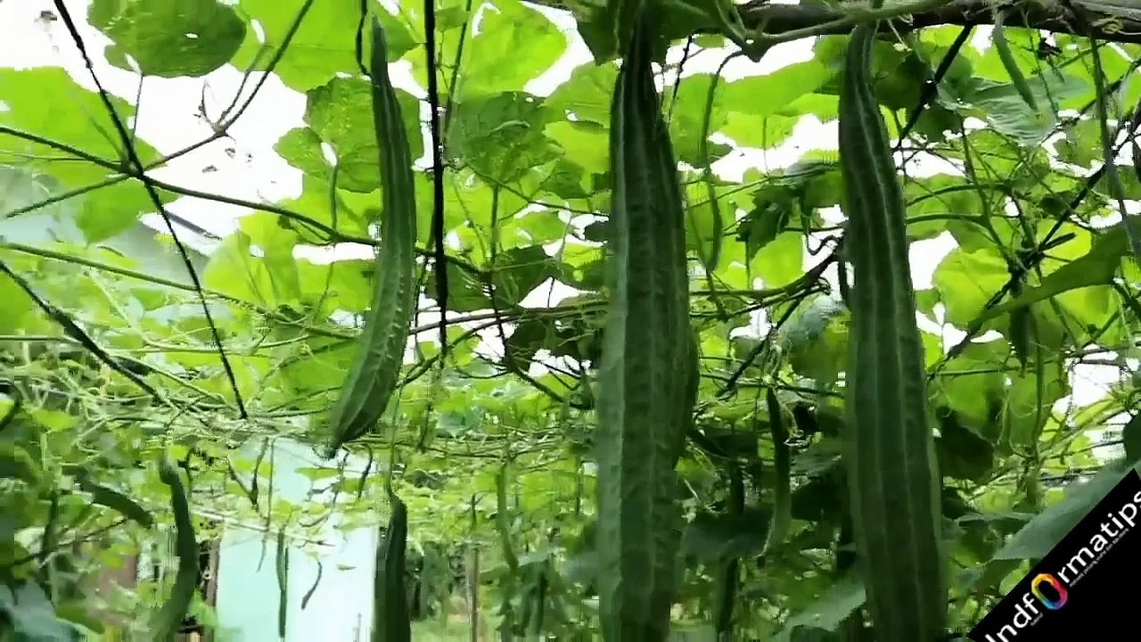 5 plants that harvest quickly