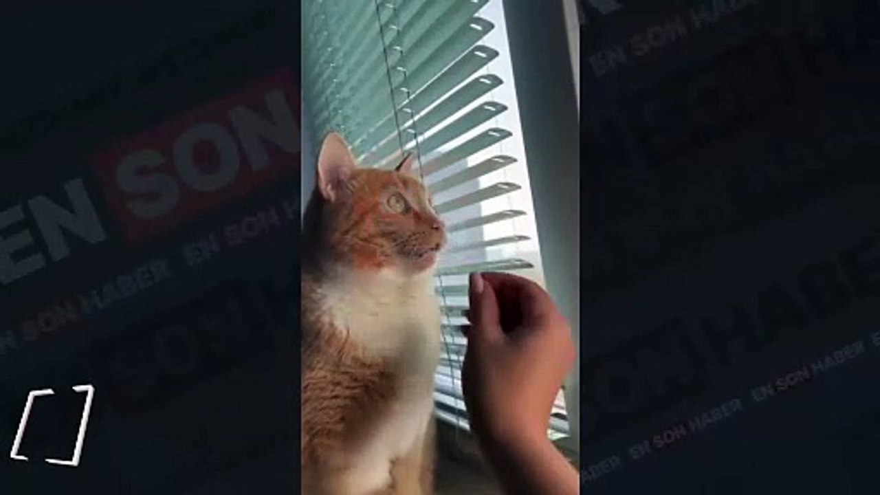 İlk defa kuş gören kedinin komik tepkisi