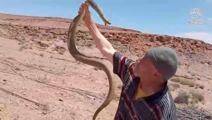 شاهد أفعى ضخمة لسعت العساوي إبراهيم حين حاول الإمساك بها~