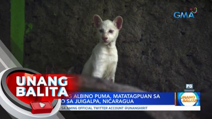 Pambihirang Albino Puma, matatagpuan sa isang zoo sa Juigalpa, Nicaragua | UB