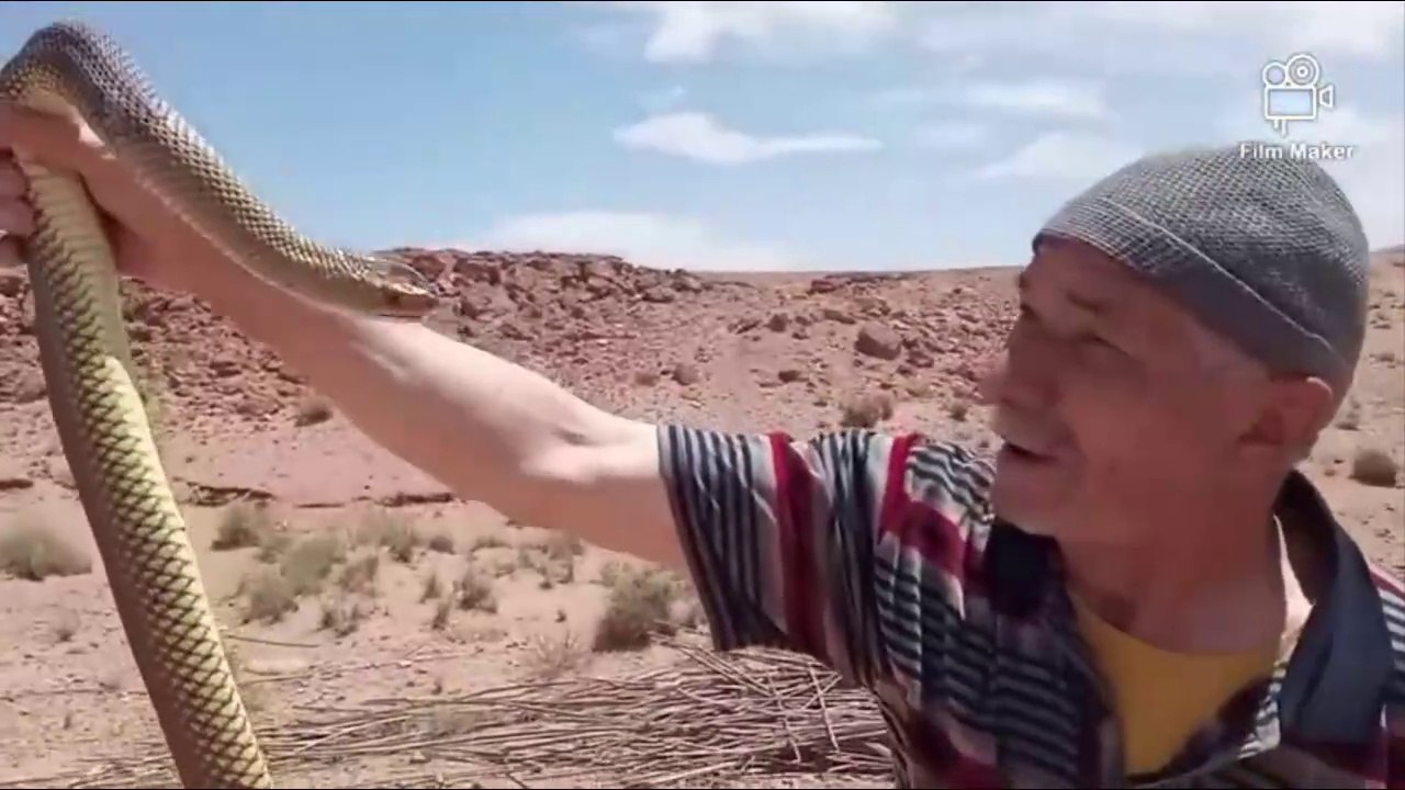 Al -Issawi is exposed to the bite of the scrub in the wilderness