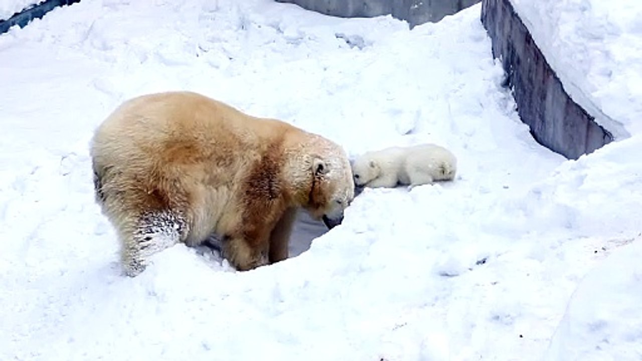 Bear a cute baby