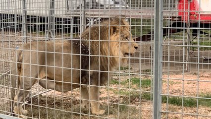 Pánico en Italia: león se escapó de un circo y provocó terror en las calles