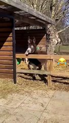 Funny videos you will not regret if you watch them