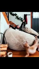 Funny videos you will not regret if you watch them