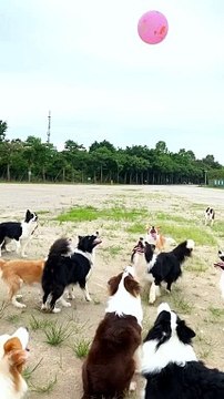 Dogs Are Playing With Balloon | Dogs Funny Compilation | Dogs Funny Moments | Animals Funny Reactions #animal #pets #dog #doglover #cutepuppies #fun #love #cute #beautiful #funny