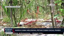 Harga Cabai Melonjak, Petani Cabai Gagal Panen