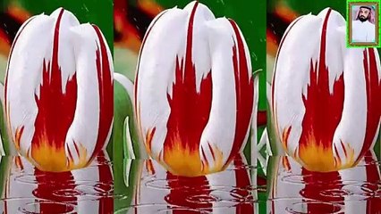 اجمل صوت قرآن صوت يبكي