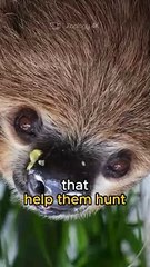 Sloths | The laziest and most relaxed animal in the world.