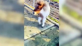 1 HOUR Funniest Animals 2023  Best Cats and Dogs Videos  Part 12