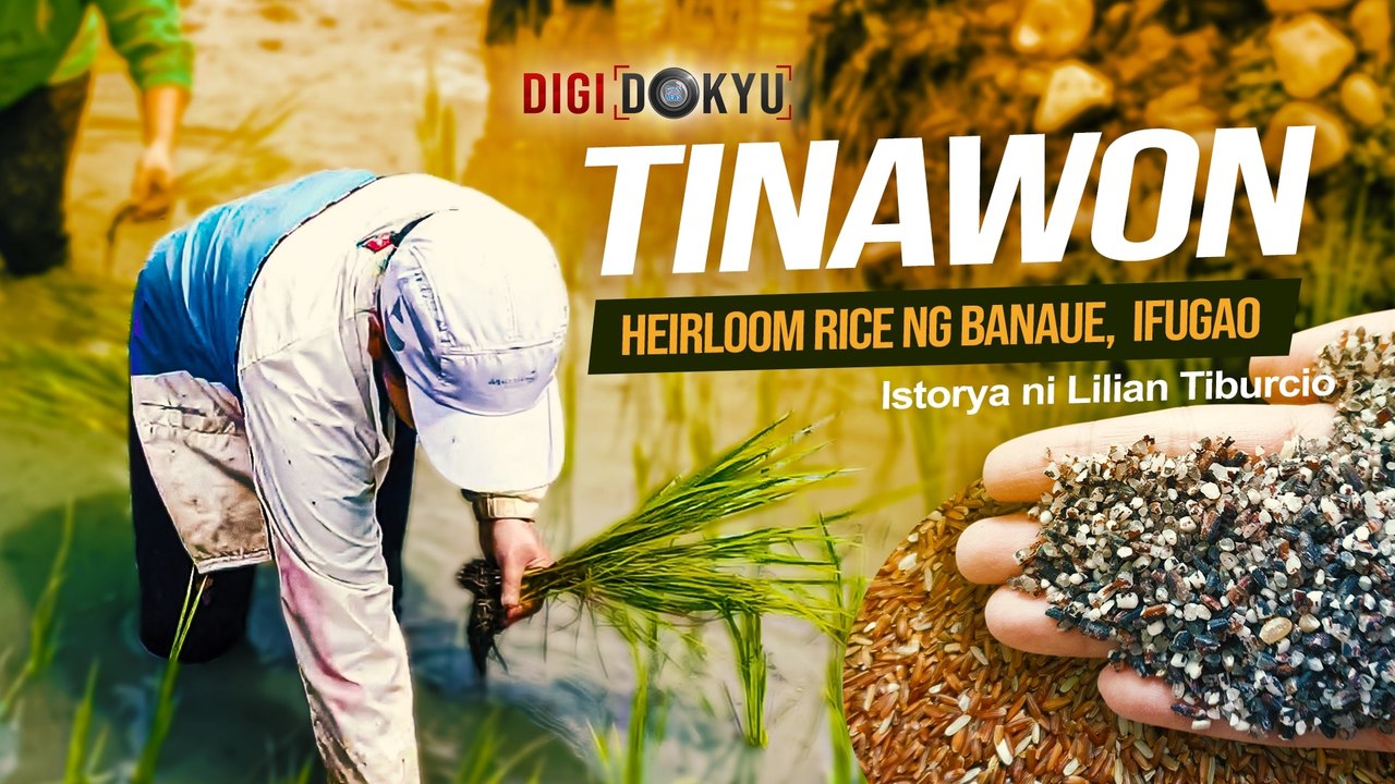 Tinawon – Heirloom rice ng Banaue, Ifugao | DigiDokyu - video Dailymotion