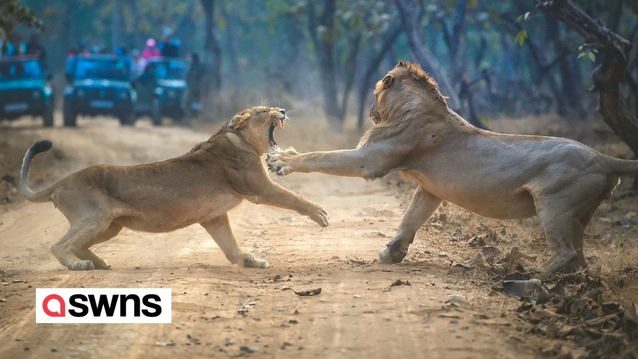 Atemberaubende Aufnahmen zeigen einen Kampf zwischen einer Löwin und einem Löwenmännchen