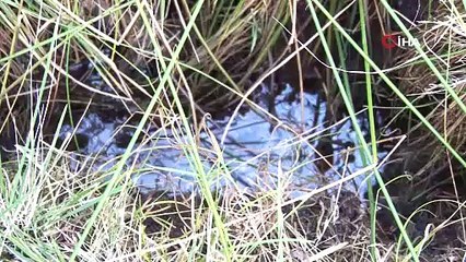 Bir ilimizde köylüleri heyecandıran keşif: Her yerde görülmeye başlandı