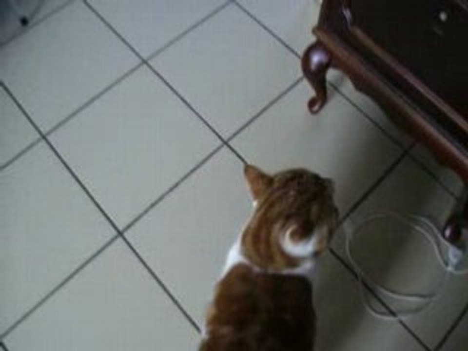 Le petit chat mon mimi a NÖEL