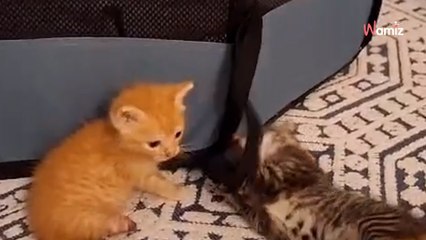 Gatito discapacitado llega a una familia: los otros gatos deciden ayudarlo en su vida cotidiana