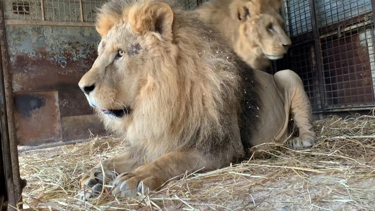 Italien: Entflohener Löwe Kimba zurück in seinem Zirkuskäfig