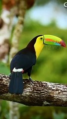 Mind Blowing Facts About Taucan Bird ️ #shorts #animals #viral