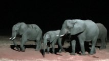 Hwange National Park Elephants at a waterhole