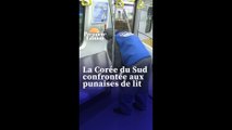 La Corée du Sud confrontée aux punaises de lit, les touristes français tenus responsables