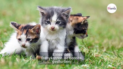 Familie findet Kätzchen, legt sie ins Körbchen und begeht einen schlimmen Fehler