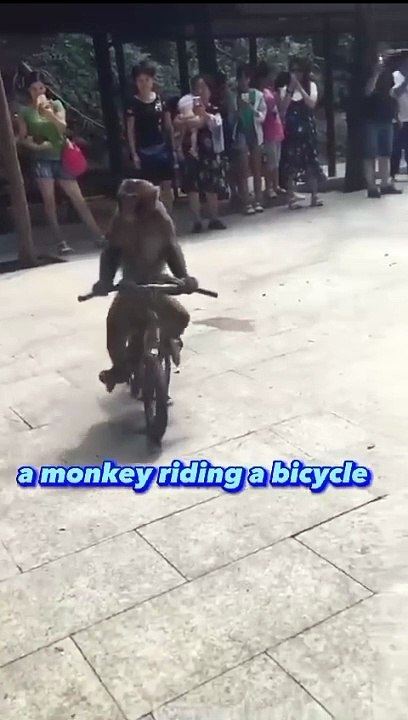 A Monkey riding a bicycle - video Dailymotion