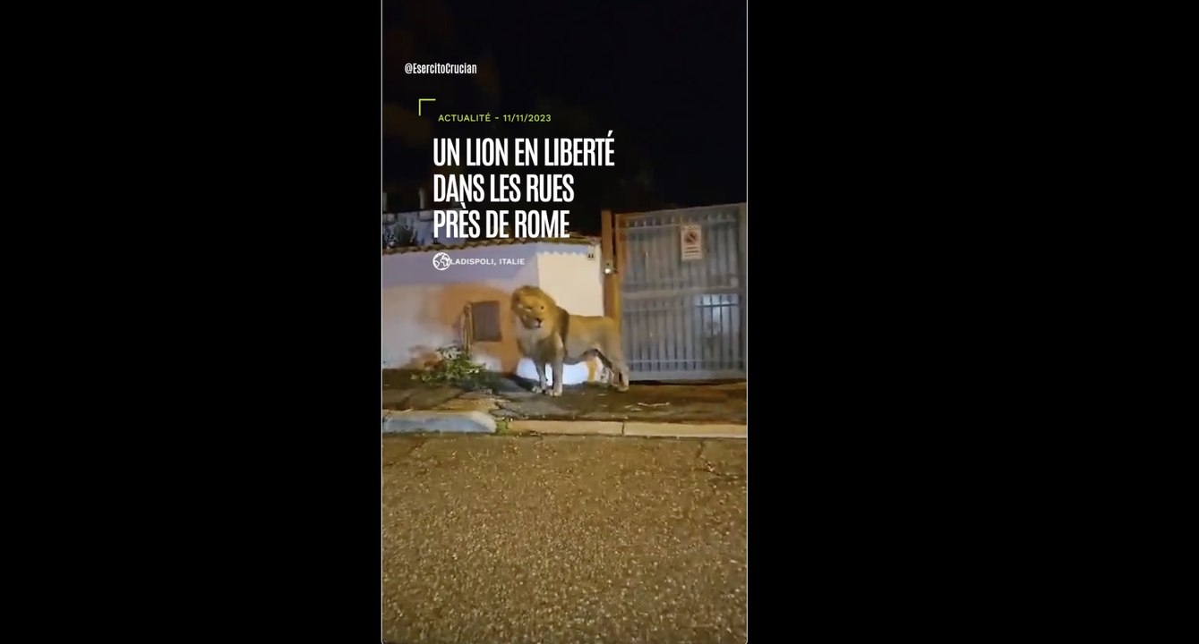 Italie : un lion en liberté dans les rues près de Rome