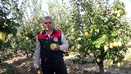 AYVA HASADINDA SONA GELİNDİ