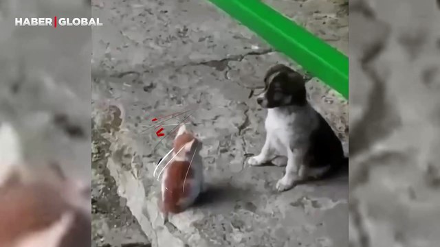 Yavru köpeğin, yavru kediyi sevgi seline boğduğu o anlar yürekleri ısıttı