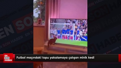 Futbol maçındaki topu yakalamaya çalışan minik kedi