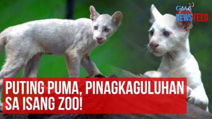 Puting puma, pinagkaguluhan sa isang zoo! | GMA Integrated News