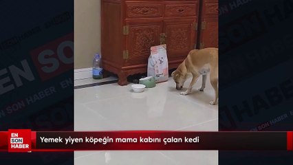 Yemek yiyen köpeğin mama kabını çalan kedi