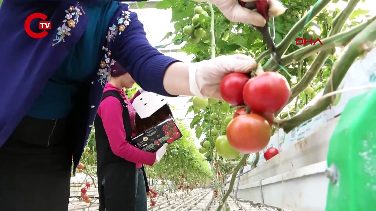 Prof. Dr. Ahmet Ercan'dan çok konuşulacak açıklama 'Deprem kuşağında olmak nimettir'