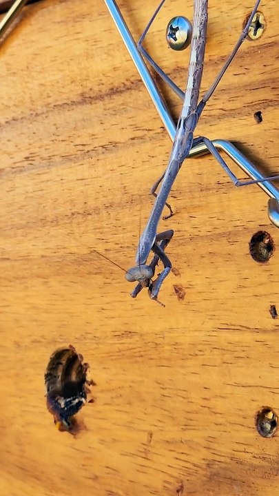 Praying Mantis Catches Bees