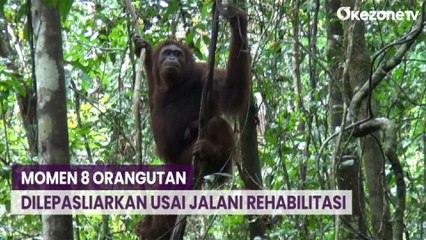 Momen 8 Orangutan Dilepasliarkan Usai 10 Tahun Jalani Rehabilitasi di Nyaru Menteng