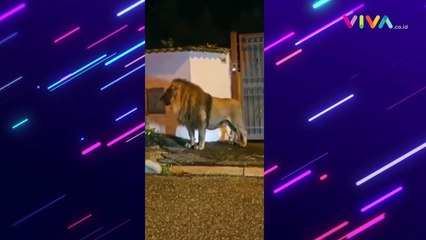 Warga Italia Panik dan Keheranan, Singa Keluyuran di Jalanan