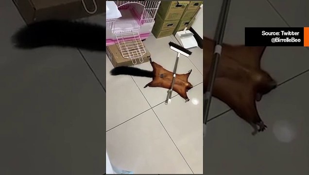 Hauska video: orava teeskentelee kuollutta, ja sen esitys ansaitsisi jopa palkinnon