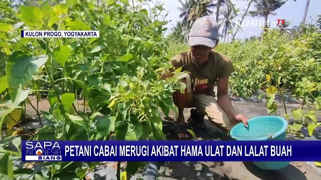 Serangan Hama Ulat dan Lalat Buah Bikin Petani Cabai di Kulon Progo Merugi Hingga Puluhan Juta!