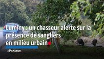 Marseille : un chasseur alerte sur la présence de sangliers en milieu urbain