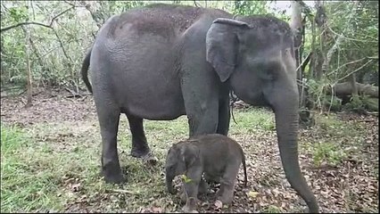 Critically endangered Sumatran elephant born in Indonesia