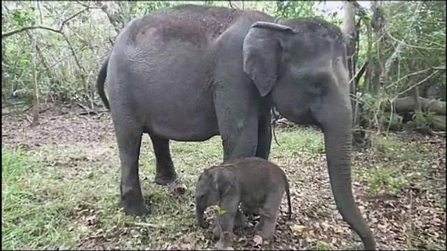 Critically endangered Sumatran elephant born in Indonesia