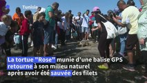 Tunisie: un centre unique au Maghreb pour les tortues en danger