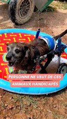 Personne ne veut de ces animaux handicapés…