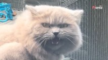 Elle enferme accidentellement son chat dehors : sa réaction fait rire 1,3M de personnes (Vidéo)