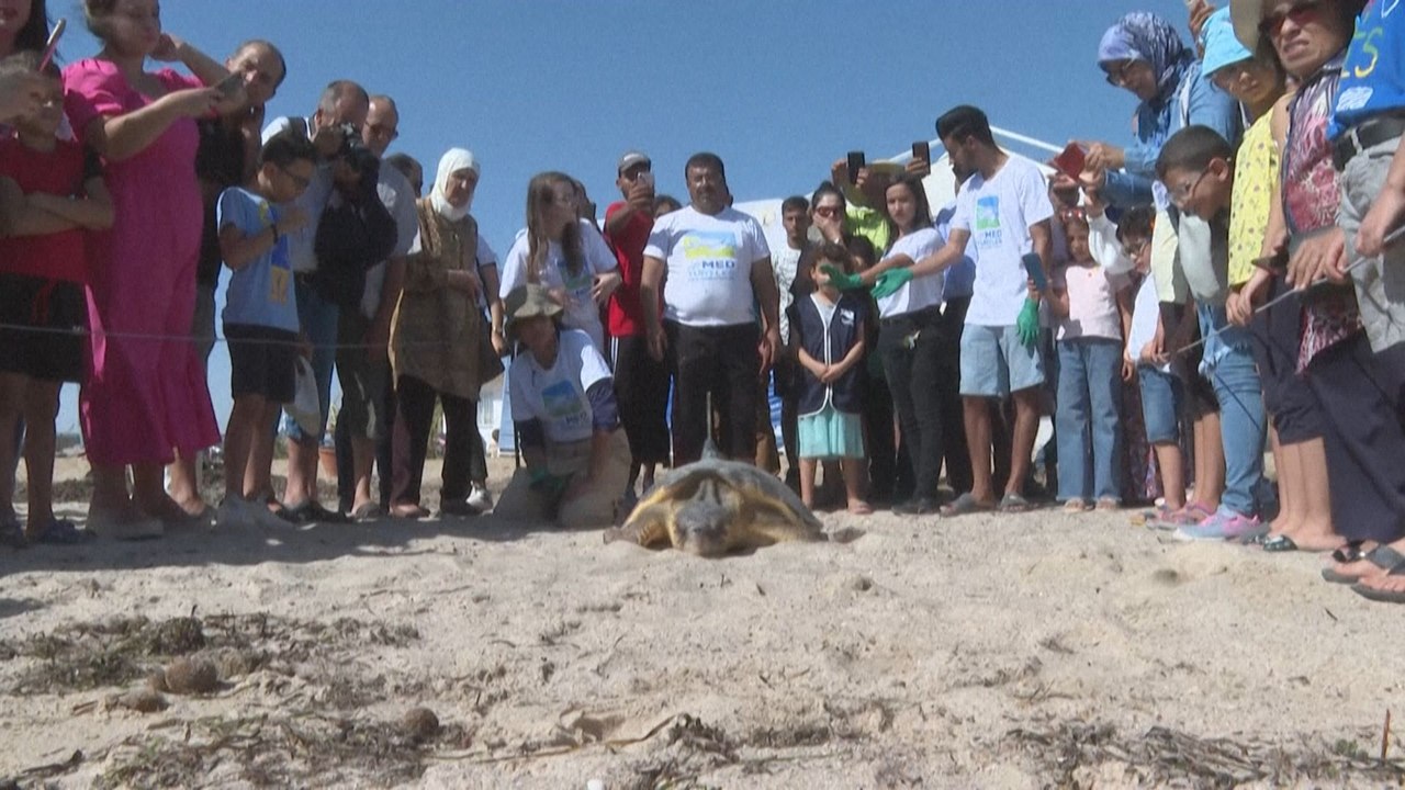 Tunisie: un centre unique au Maghreb pour les tortues en danger